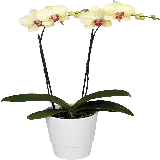 چاپ قاب موبایل و گوشی گیاه آپارتمانی ارکیده سفید PNG با کیفیت و وضوح بالا مناسب برای استفاده در طراحی