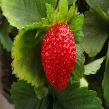 چاپ قاب موبایل و گوشی New Strawberry Background For PC And Laptop