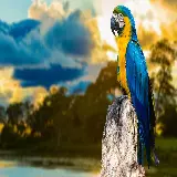 چاپ قاب موبایل و گوشی بک گراند طوطی Macaw به رنگ آبی و زرد خوشگل مختص دسکتاپ