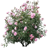 چاپ قاب موبایل و گوشی بوته گل رز صورتی رنگ PNG دوربری شده