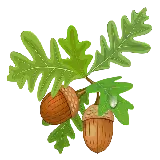 چاپ قاب موبایل و گوشی تصویر میوه و برگ معروف بلوط برای برنامه Inshot