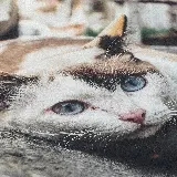 کیوت ترین تصویر زمینه و والپیپر گربه چشم رنگی و ناز برای آیفون