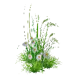 چاپ قاب موبایل و گوشی عکس گلهای بابونه سفید png با گیاهان دور و برش