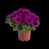 چاپ قاب موبایل و گوشی دانلود عکس گیاه آپارتمانی با گلهای بنفش رنگ PNG