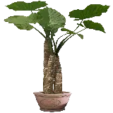 چاپ قاب موبایل و گوشی عکس گیاه آپارتمانی لاکچری با برگ های بزرگ PNG