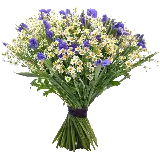 چاپ قاب موبایل و گوشی بهترین png دسته گل بهاری بابونه و بنفشه برای ادیت