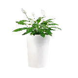 چاپ قاب موبایل و گوشی عکس گلدان و گل بزرگ برای طراحی بدون پس زمینه