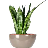 چاپ قاب موبایل و گوشی گیاه آپارتمانی سانسوریا یا زبان مادر شوهر با کیفیت بالا برای فتوشاپ