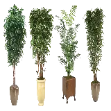 چاپ قاب موبایل و گوشی عکس انواع گل و بوته ها برای طراحی گیاهان آپارتمانی PNG