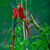 چاپ قاب موبایل و گوشی والپیپر عاشقانه طوطی های Macaw بسیار خوشرنگ برای گوشی آیفون