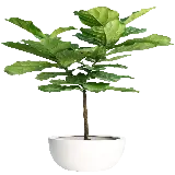 چاپ قاب موبایل و گوشی گیاه برگ انجیری ابلق برای آپارتمانی بدون پس زمینه با فرمت png