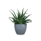 چاپ قاب موبایل و گوشی عکس گیاه آپارتمانی سایه دوست PNG با کیفیت بالا