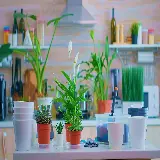 چاپ قاب موبایل و گوشی عکس از دکوراسیون گیاهان آپارتمانی