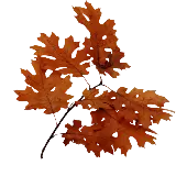 چاپ قاب موبایل و گوشی دانلود PNG قشنگ برگ پاییزی بلوط به رنگ نارنجی