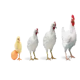 چاپ قاب موبایل و گوشی  دانلود بهترین PNG بدون زمینه از رشد جوجه خروس