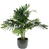 چاپ قاب موبایل و گوشی عکس گیاهان آپارتمانی نخل اریکا PNG دور بریده شده