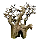 چاپ قاب موبایل و گوشی عکس درخت تنومند بلوط با زمینه خالی مناسب ادیت