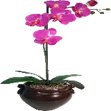 چاپ قاب موبایل و گوشی عکس گیاه آپارتمانی ارکیده بنفش رنگ برای اینشات بدون پس زمینه