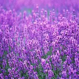 چاپ قاب موبایل و گوشی عکس دشت پر گلهای بنفش wildflower nature landscape