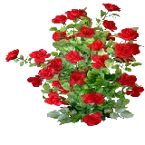 چاپ قاب موبایل و گوشی گل های قرمز رنگ PNG دوربری شده