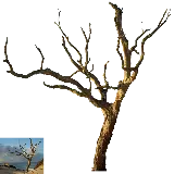 چاپ قاب موبایل و گوشی PNG دوربری درخت بلوط بدون برگ برای فتوشاپ 
