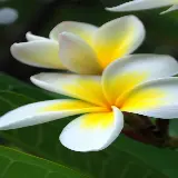 چاپ قاب موبایل و گوشی تصویر فوق العاده خوشگل Plumeria به رنگ زرد سفید