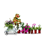 چاپ قاب موبایل و گوشی گیاهان آپارتمانی PNG بدون پس زمینه برای کارت ویزیت