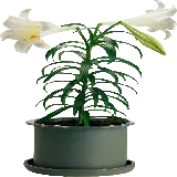 چاپ قاب موبایل و گوشی عکس زیباترین گیاه آپارتمانی PNG