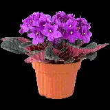 چاپ قاب موبایل و گوشی گلدان بنفشه افریقایی آپارتمانی PNG بدون پس زمینه