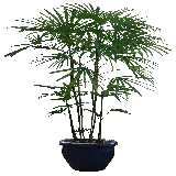 چاپ قاب موبایل و گوشی گیاه آپارتمانی نخل بادبزنی یا اریکا پالم بدون پس زمینه