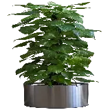 چاپ قاب موبایل و گوشی دانلود عکس با کیفیت گیاهان آپارتمانی مونسترا PNG