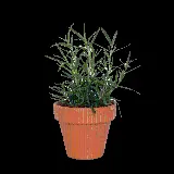 چاپ قاب موبایل و گوشی عکس گیاه آپارتمانی رزماری PNG ساده بدون پس زمینه