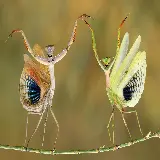 چاپ قاب موبایل و گوشی تصویر تماشایی از ژست دو Mantis با بالهای رنگین کنار هم