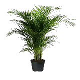 چاپ قاب موبایل و گوشی گیاه آپارتمانی بزرگ نخل برای اینشات