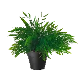 چاپ قاب موبایل و گوشی گیاه آپارتمانی شاداب و سبز PNG گلدان