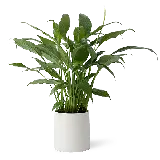 چاپ قاب موبایل و گوشی عکس گیاه آپارتمانی شمشاد PNG بدون بک گراند برای کارهای گرافیکی