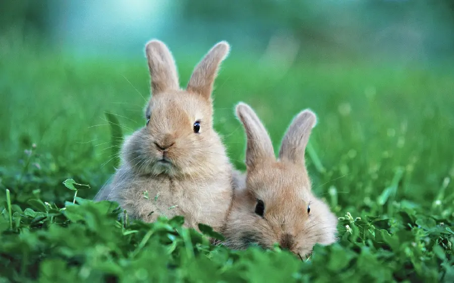 تصویر زمینه خرگوش های بامزه و خوشگل با کیفیت بالا