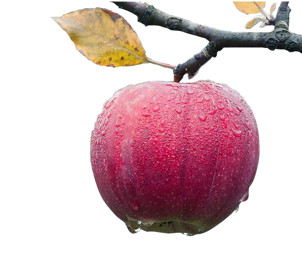 بهترین png رایگان سیب قرمز روی درخت در بارش باران