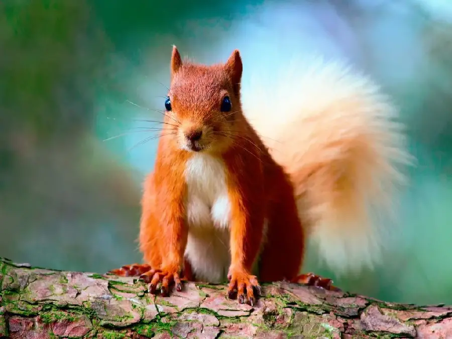 دانلود عکس زمینه سنجاب بسیار زیبا و وحشی در دامان طبیعت