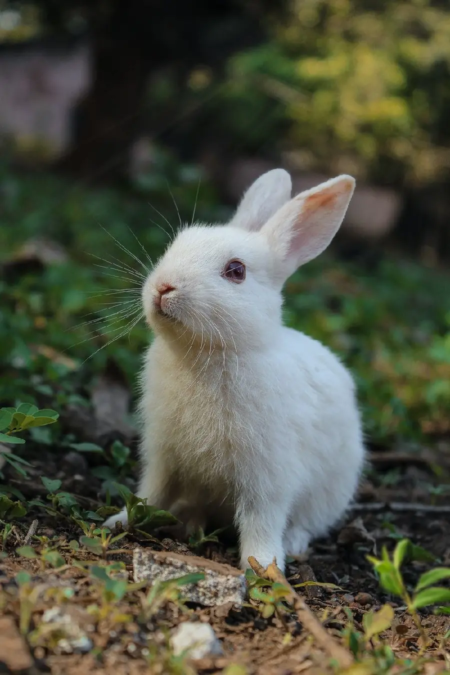 والپیپر خرگوش سفید ناز با بهترین زاویه عکاسی ویژه گوشی  