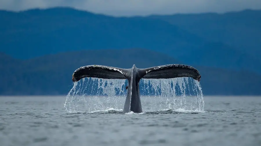 پس زمینه نهنگ کوهان دار در حال شیرجه به داخل آب اقیانوس 