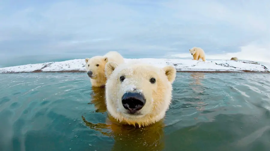 دانلود عکس فوق العاده زیبا از خرس قطبی در آب مناسب تصویر زمینه لپتاپ 