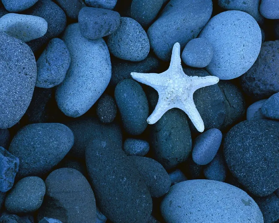 عکس ستاره دریایی روی سنگ مخصوص پروفایل شبکه های اجتماعی