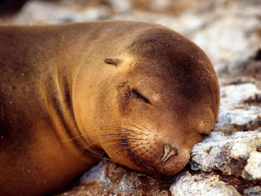 عکس استوک گونه فک خزری Caspian seal با کیفیت بالا
