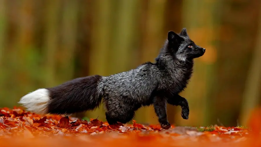 تصویر استوک روباه سیاه از نزدیک و در جنگل به صورت رایگان