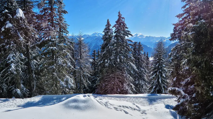 دانلود تصویر بسیار زیبا و منحصر به فرد از درختان کاج در زمستان 