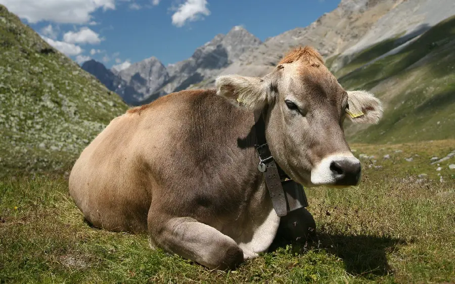 عکس جالب نژاد گاو براون سوییس در دشت با کیفیت فوق العاده