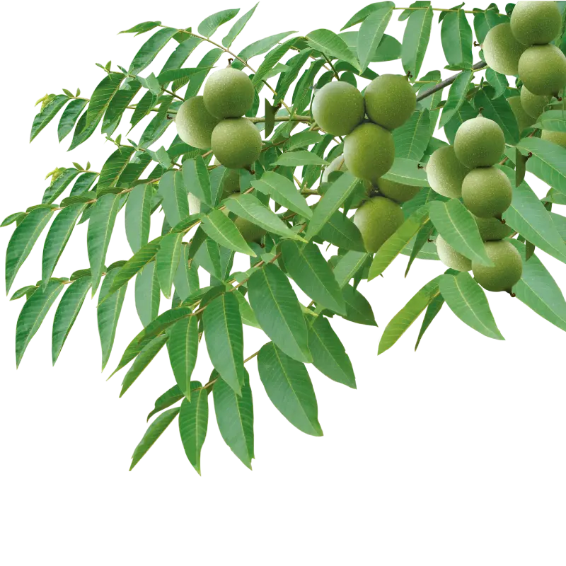 عکس گردوی ایرانی png روی شاخه با نورپردازی حرفه ای 
