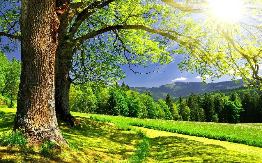 بک گراند آفتابی از طبیعت سر سبز و درختان پر طراوت برای سخت پسند ها