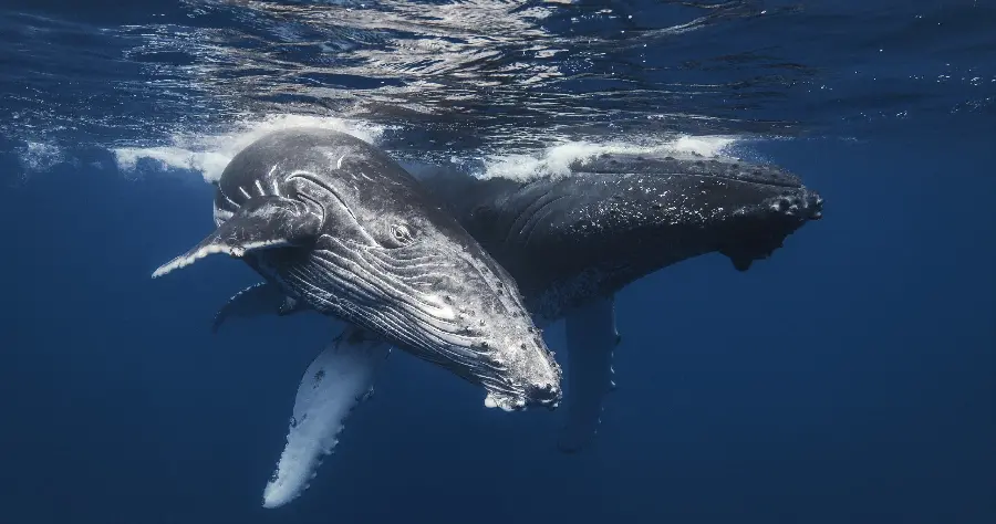 دانلود عکس نهنگ کوهان دار برای پس زمینه دسکتاپ با کیفیت بالا